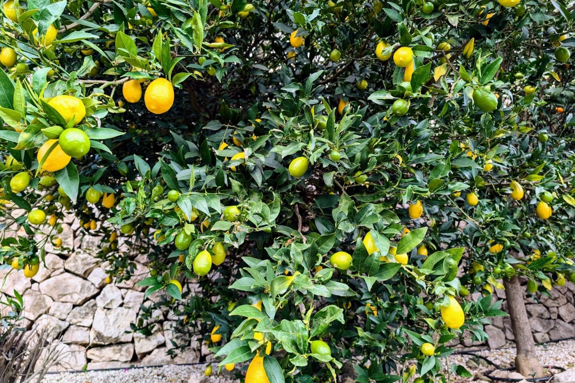 Bestaande woningen - Villas - Benissa - Fanadix