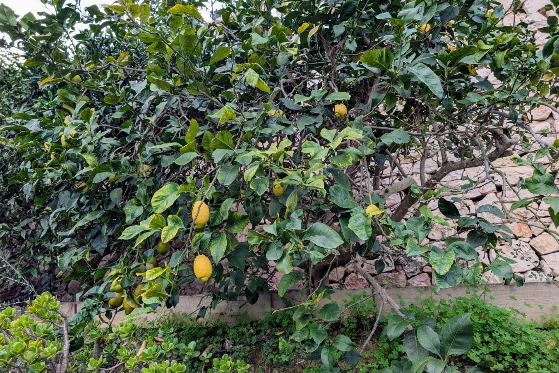 Resales - Villas - Benissa - Fanadix