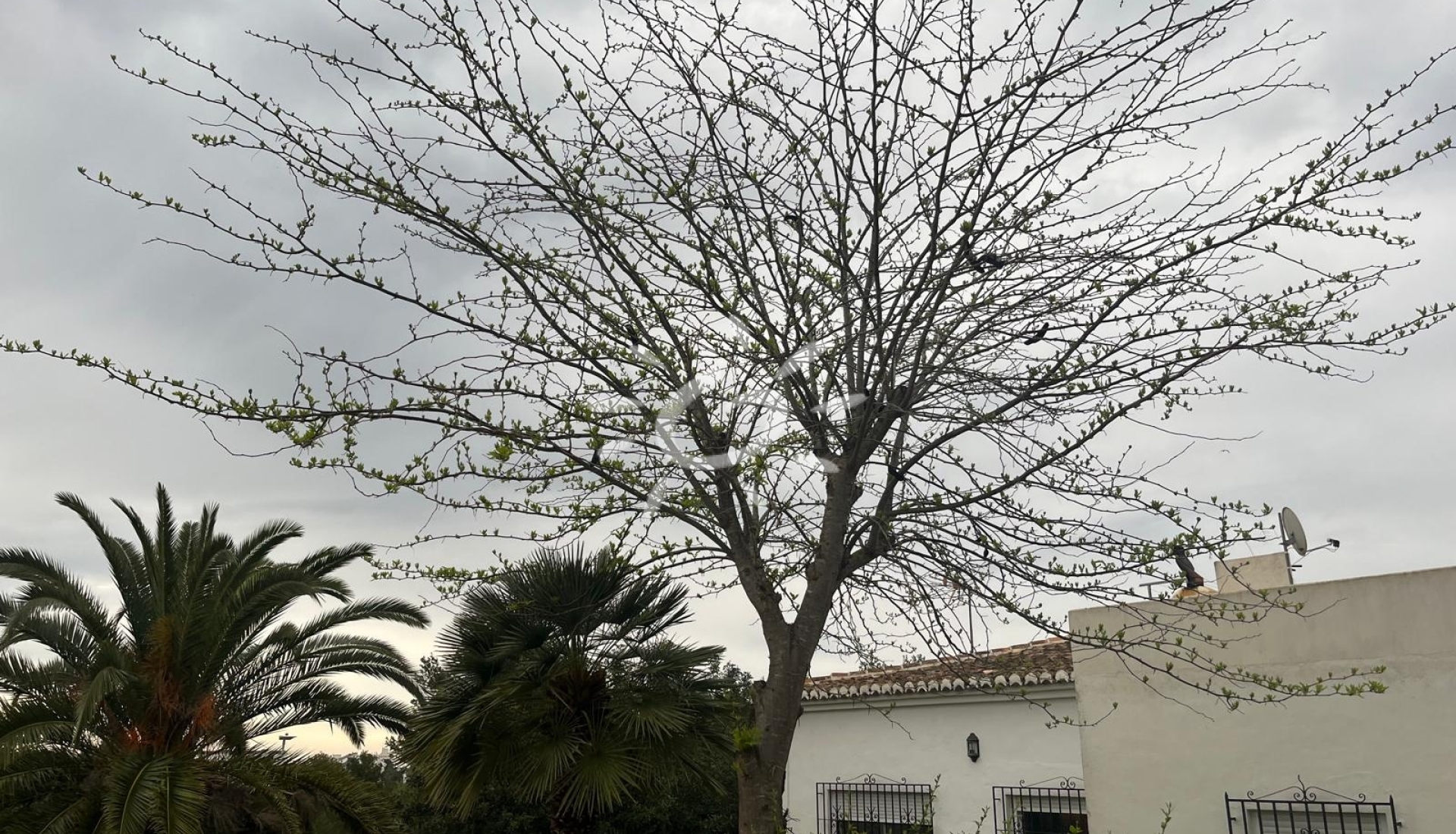 Reventas - Villas - Chalets - Jávea / Xàbia - Cap Martí - El Tossalet - Pinomar