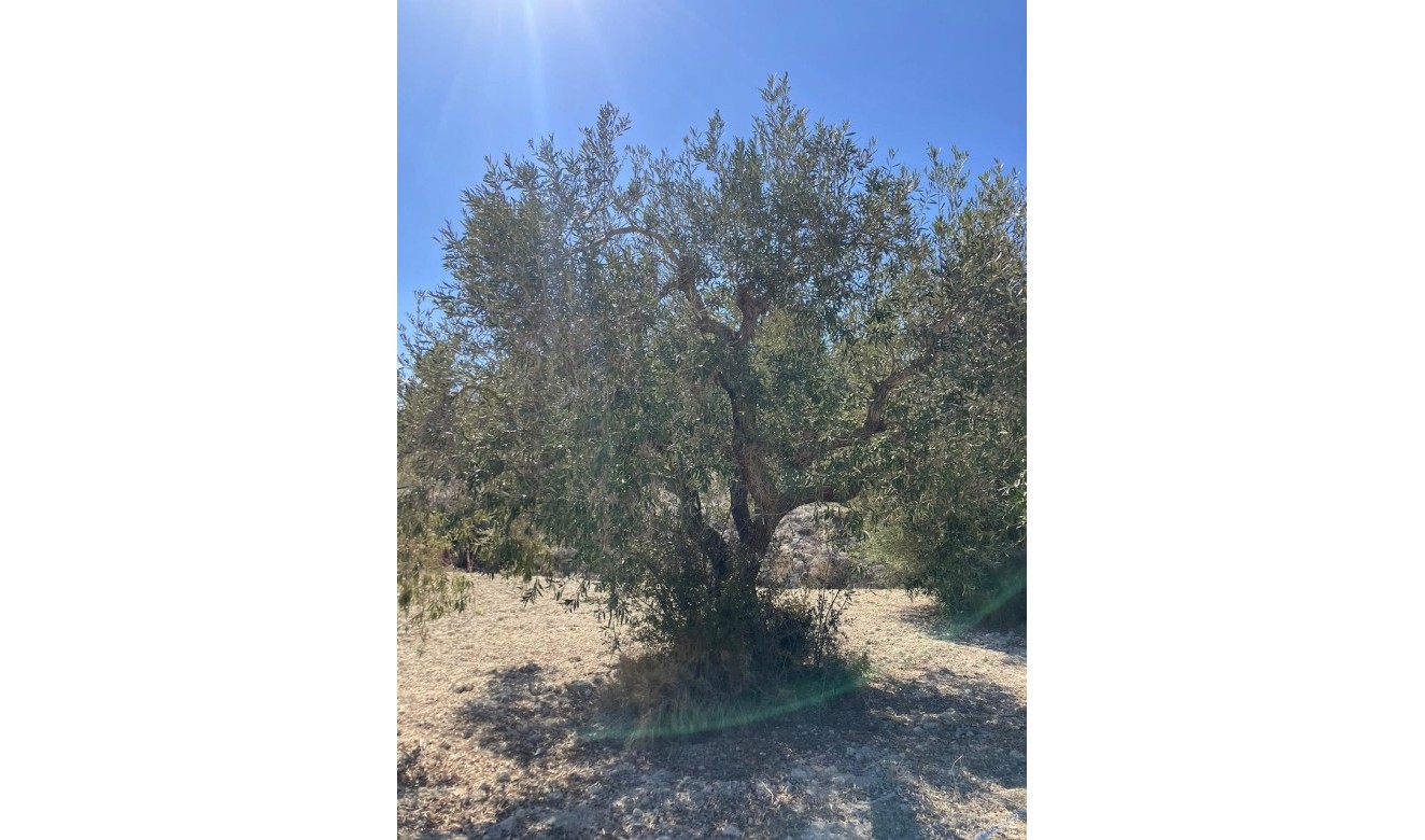 Liegenschaften - Grundstücke und Bauland - Benissa