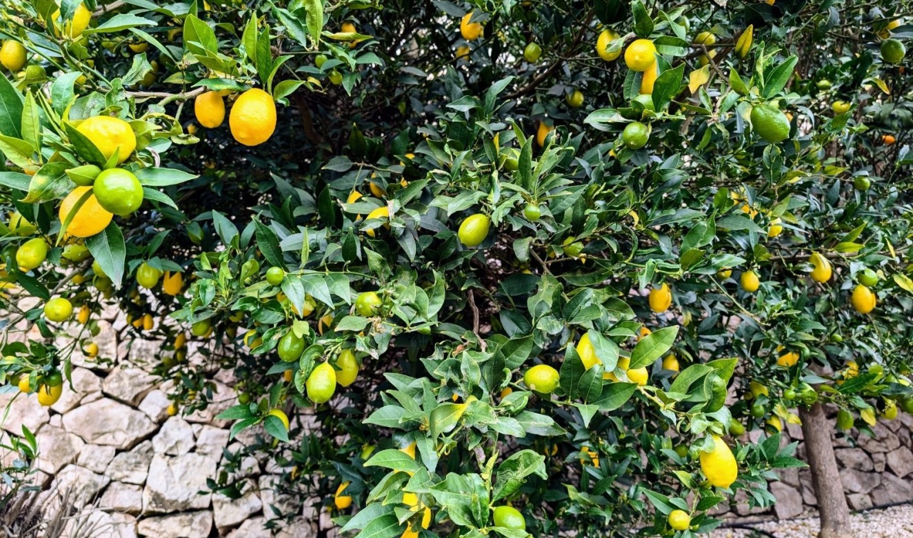 Resales - Villas - Benissa - Fanadix