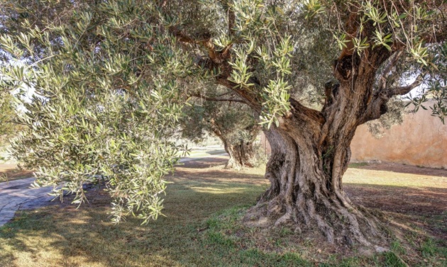 Long term Rentals - Country Houses - Fincas - Moraira - campo