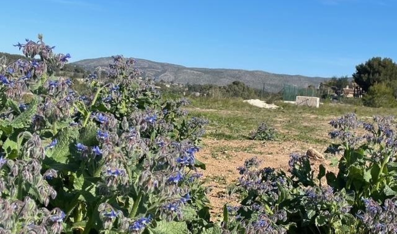 Reventes - Propriétés et Terrains constructibles - Teulada - Teulada Centre