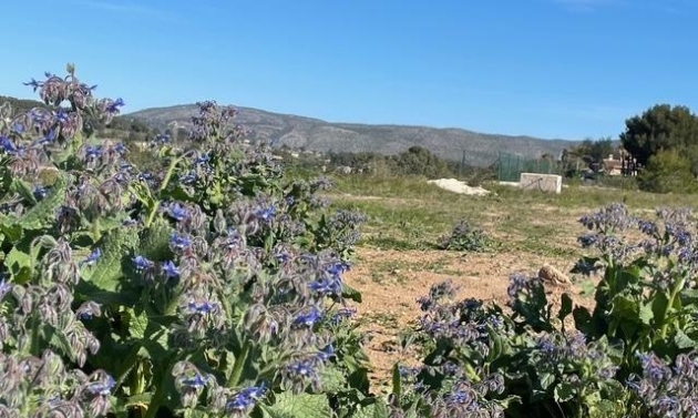 Reventes - Propriétés et Terrains constructibles - Teulada - Teulada Centre