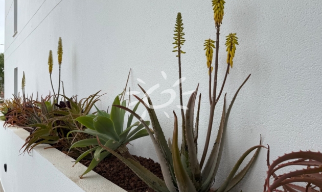 Resales - Apartments - Flats - Denia - Les Marines