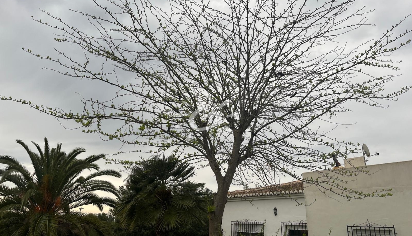 Resales - Villas - Jávea / Xàbia - Cap Martí - El Tossalet - Pinomar