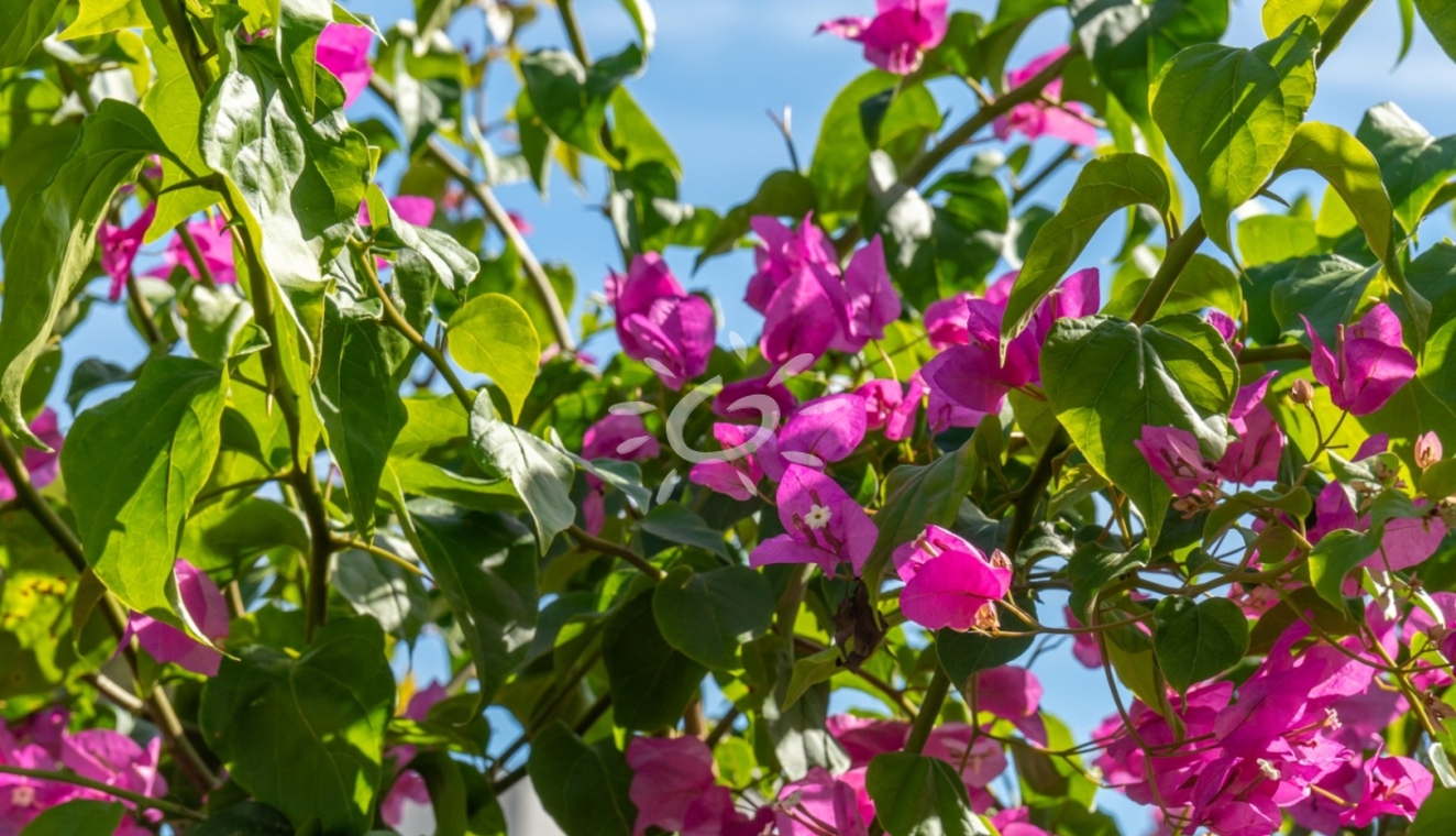 Reventes - Villas - Javea - Tosalet