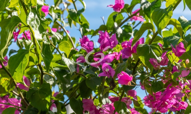 Reventes - Villas - Javea - Tosalet